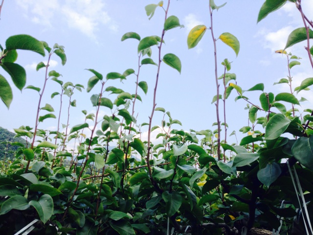 f:id:yujirosatake2014:20141027235037j:plain f:id:yujirosatake2014:20141027235037j:plain
