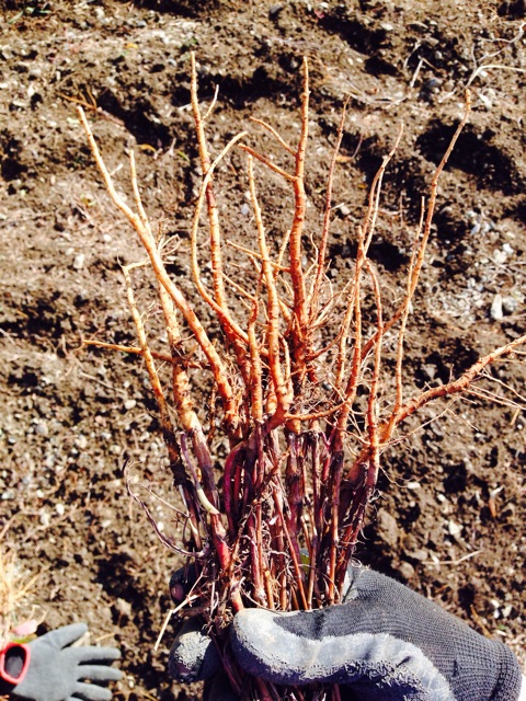 f:id:yujirosatake2014:20150108155833j:plain f:id:yujirosatake2014:20150108155833j:plain