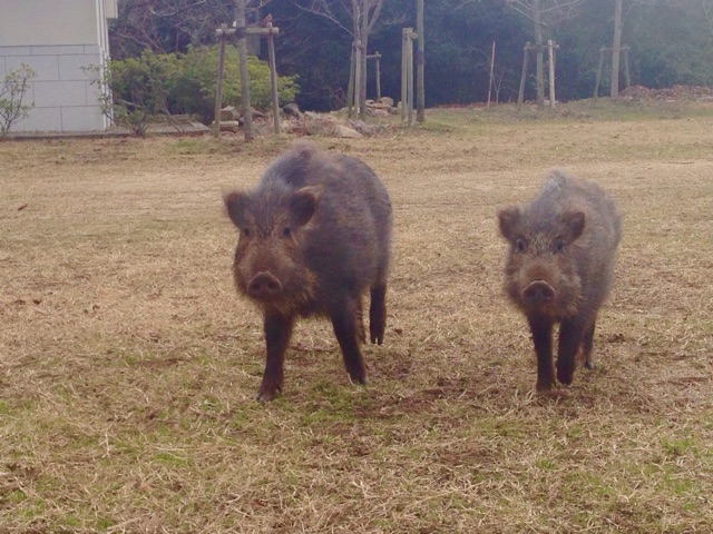 f:id:yujirosatake2014:20150202161238j:plain f:id:yujirosatake2014:20150202161238j:plain