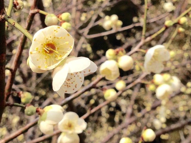f:id:yujirosatake2014:20150208043129j:plain f:id:yujirosatake2014:20150208043129j:plain