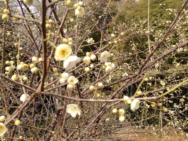 f:id:yujirosatake2014:20150208043403j:plain f:id:yujirosatake2014:20150208043403j:plain
