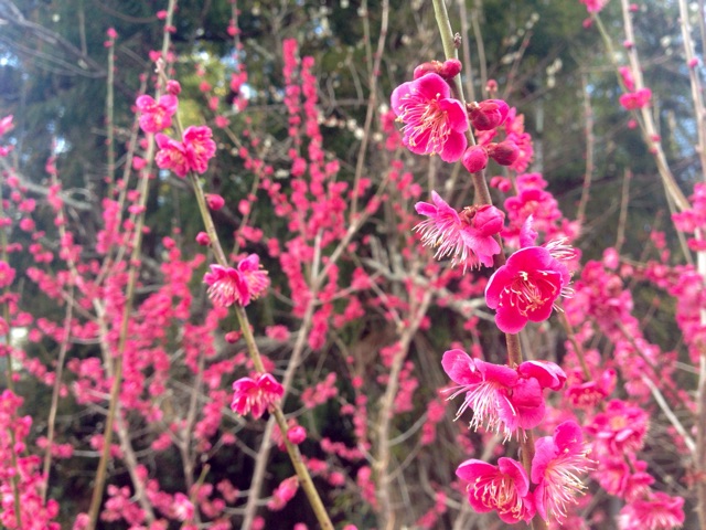 f:id:yujirosatake2014:20150305095946j:plain f:id:yujirosatake2014:20150305095946j:plain