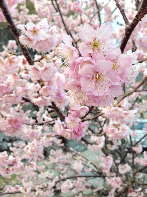 f:id:yujirosatake2014:20150308171108j:plain f:id:yujirosatake2014:20150308171108j:plain