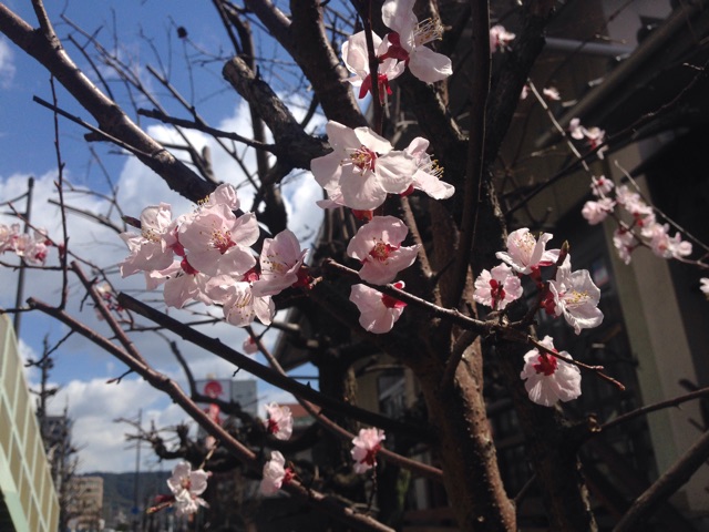 f:id:yujirosatake2014:20150327085945j:plain f:id:yujirosatake2014:20150327085945j:plain