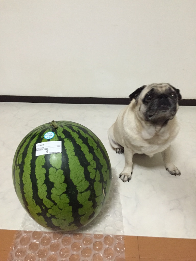 f:id:yuk23:20150813211110j:image f:id:yuk23:20150813211110j:image