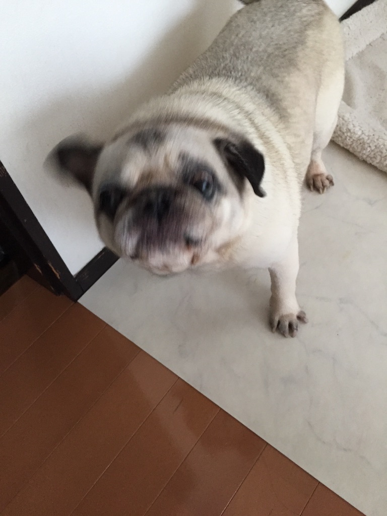 f:id:yuk23:20150831214122j:image f:id:yuk23:20150831214122j:image
