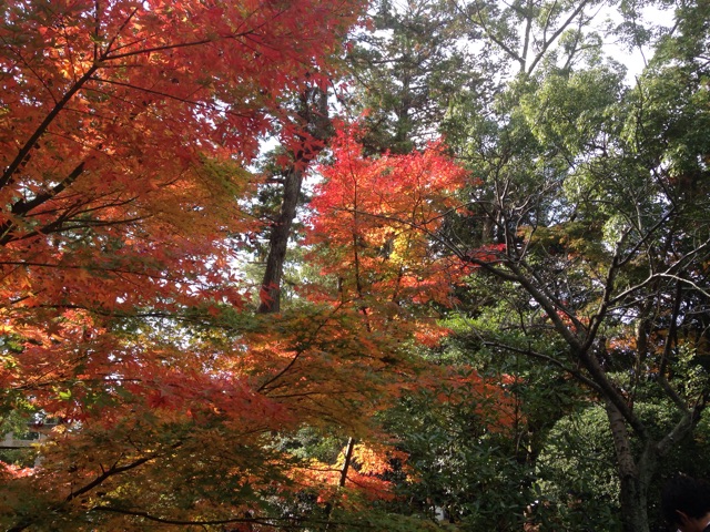 f:id:yuka1107t:20141201134519j:plain f:id:yuka1107t:20141201134519j:plain