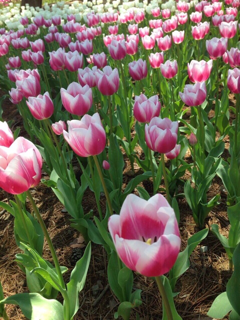 f:id:yuka300:20140427215248j:plain f:id:yuka300:20140427215248j:plain