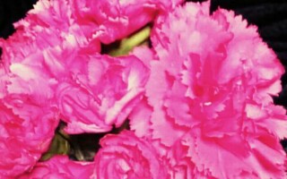 f:id:yukaaaaaaaaaa:20160325221325j:image f:id:yukaaaaaaaaaa:20160325221325j:image