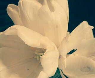 f:id:yukaaaaaaaaaa:20160417154017j:image f:id:yukaaaaaaaaaa:20160417154017j:image