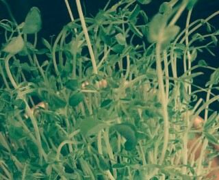 f:id:yukaaaaaaaaaa:20160509161712j:image f:id:yukaaaaaaaaaa:20160509161712j:image