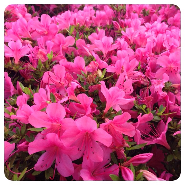 f:id:yuki_koi:20140602190431j:plain f:id:yuki_koi:20140602190431j:plain