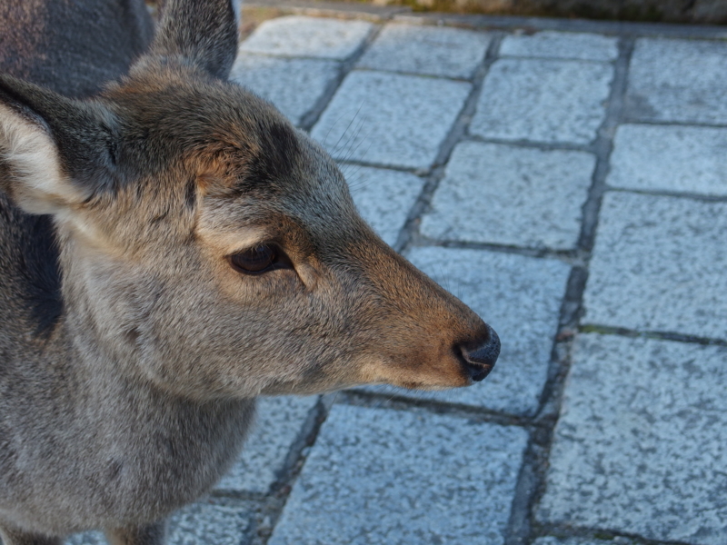 f:id:yuki_tkd:20150105004929j:plain f:id:yuki_tkd:20150105004929j:plain