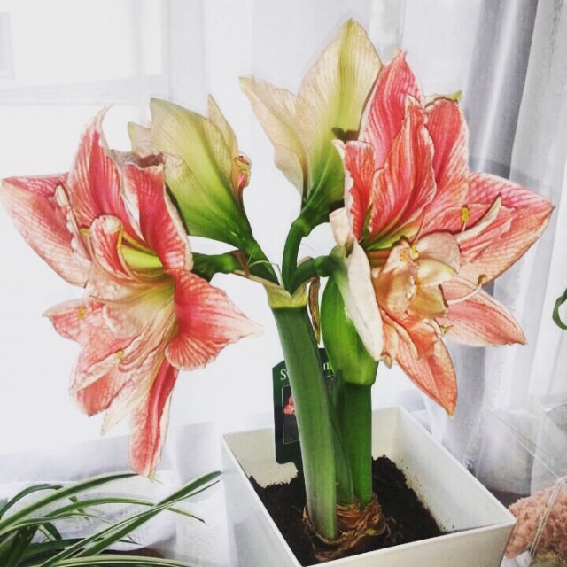 f:id:yukiko-pilates:20150528141727j:image f:id:yukiko-pilates:20150528141727j:image
