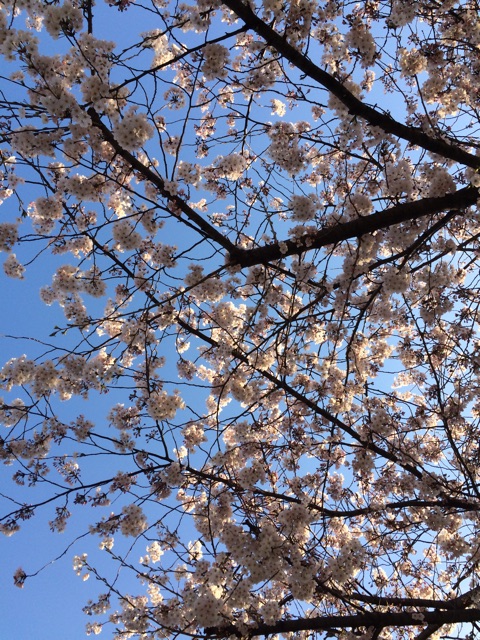 f:id:yukinkosan:20150329212117j:plain f:id:yukinkosan:20150329212117j:plain