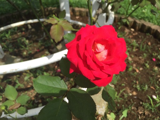 f:id:yukkykitaj:20160702225235j:image f:id:yukkykitaj:20160702225235j:image