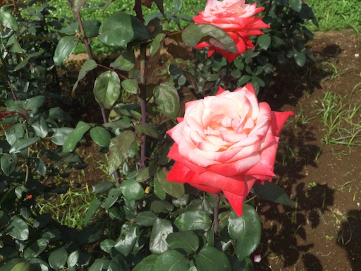 f:id:yukkykitaj:20160704213846j:image f:id:yukkykitaj:20160704213846j:image