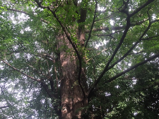 f:id:yukkykitaj:20160710185351j:image f:id:yukkykitaj:20160710185351j:image