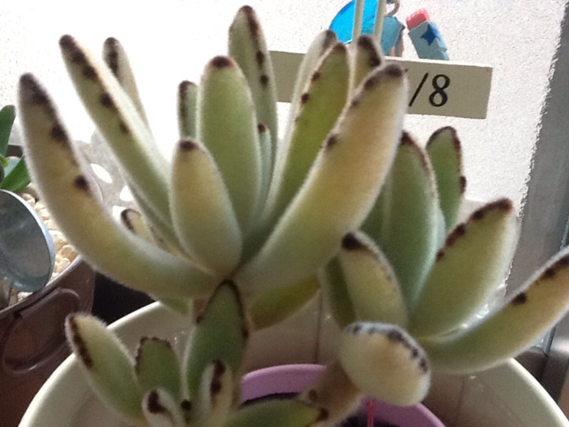 f:id:yukong:20131119231413j:plain f:id:yukong:20131119231413j:plain