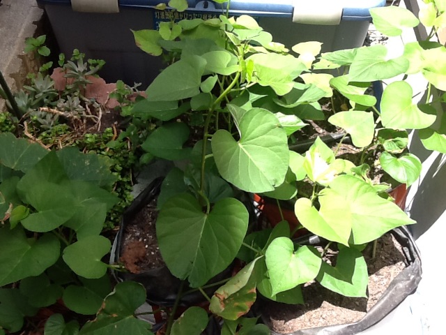 f:id:yukong:20150728234527j:image f:id:yukong:20150728234527j:image