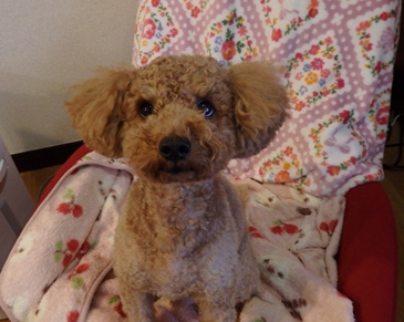 f:id:yume_hime:20150121004857j:plain f:id:yume_hime:20150121004857j:plain