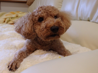 f:id:yume_hime:20150121004937j:plain f:id:yume_hime:20150121004937j:plain