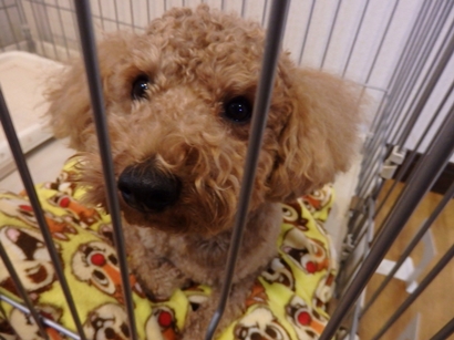 f:id:yume_hime:20150121004949j:plain f:id:yume_hime:20150121004949j:plain