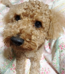 f:id:yume_hime:20150513233021j:plain f:id:yume_hime:20150513233021j:plain