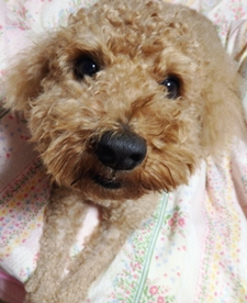 f:id:yume_hime:20150513233027j:plain f:id:yume_hime:20150513233027j:plain