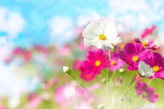 f:id:yume_hime:20151103045003j:plain f:id:yume_hime:20151103045003j:plain