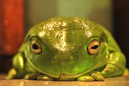 f:id:yumejitsugen1:20121117060417j:plain f:id:yumejitsugen1:20121117060417j:plain