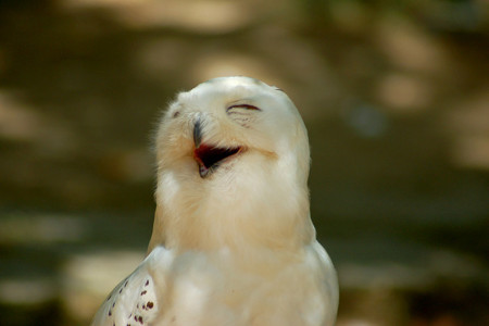 f:id:yumejitsugen1:20121117061431j:plain f:id:yumejitsugen1:20121117061431j:plain