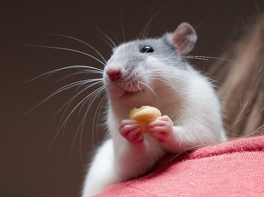 f:id:yumejitsugen1:20150630064220j:plain f:id:yumejitsugen1:20150630064220j:plain