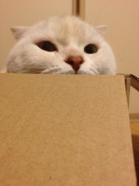 f:id:yumi458:20140109210515j:plain f:id:yumi458:20140109210515j:plain
