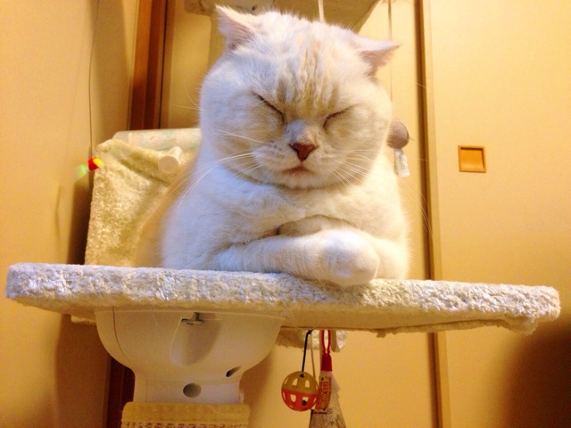 f:id:yumi458:20140217213113j:plain f:id:yumi458:20140217213113j:plain