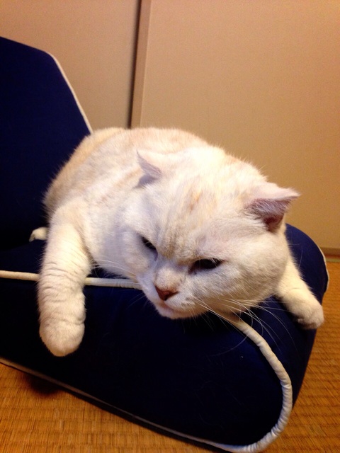 f:id:yumi458:20140331200456j:plain