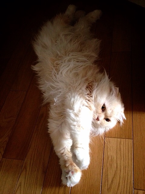 f:id:yumi458:20140331200825j:plain