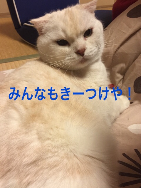 f:id:yumi458:20150122190708j:plain f:id:yumi458:20150122190708j:plain