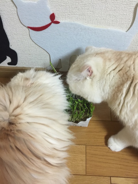 f:id:yumi458:20150123205601j:plain f:id:yumi458:20150123205601j:plain