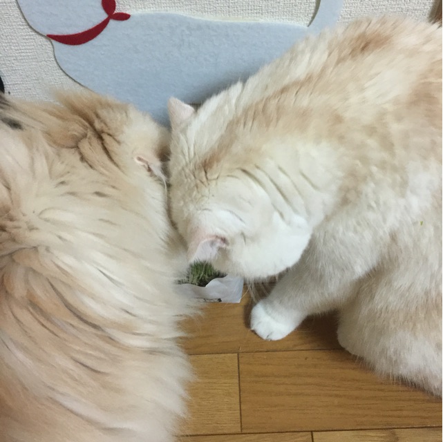 f:id:yumi458:20150123205621j:plain f:id:yumi458:20150123205621j:plain
