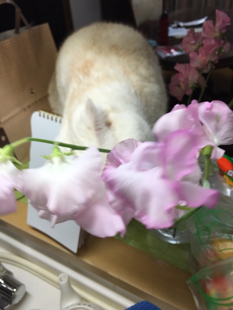 f:id:yumi458:20150209205802j:plain f:id:yumi458:20150209205802j:plain