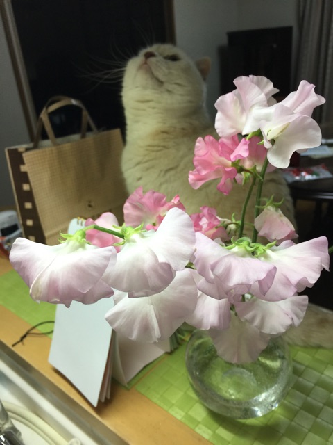 f:id:yumi458:20150209205816j:plain f:id:yumi458:20150209205816j:plain