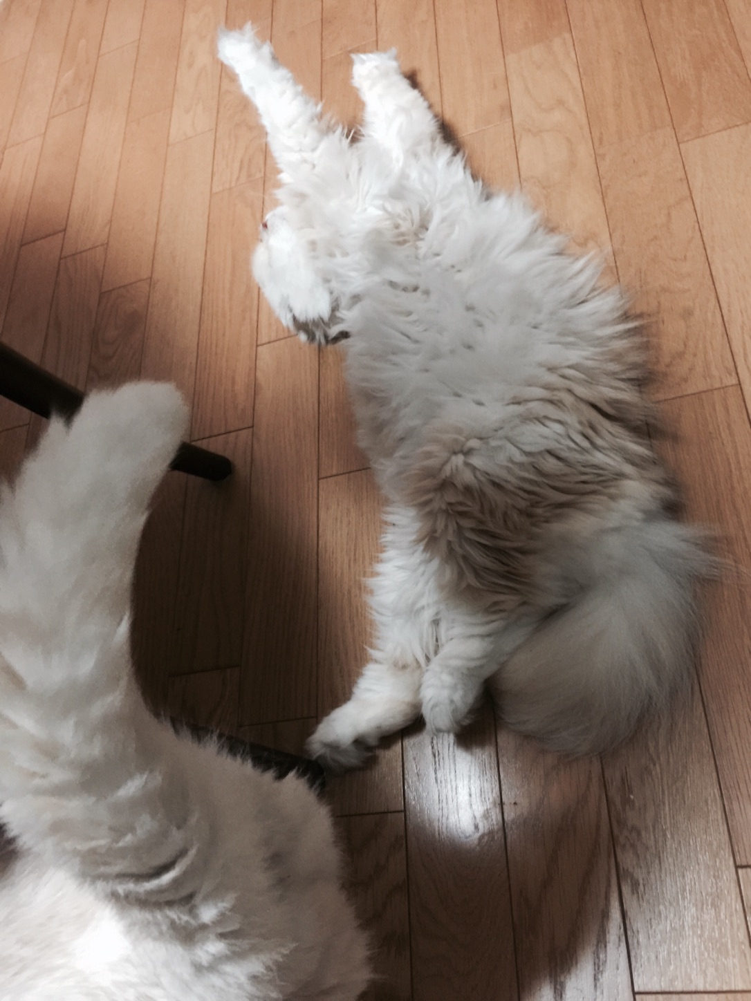 f:id:yumi458:20150729210155j:image f:id:yumi458:20150729210155j:image