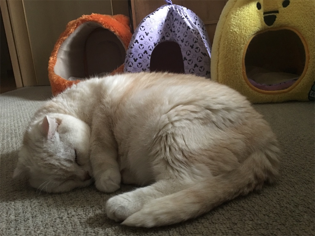 f:id:yumi458:20160214134315j:image