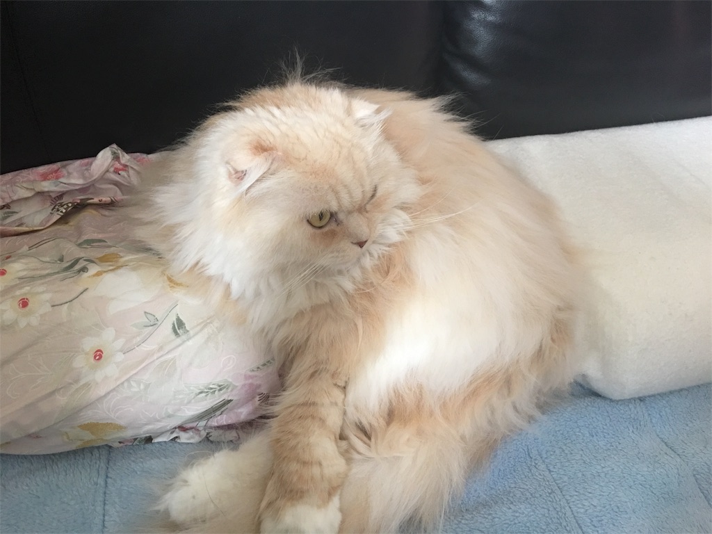 f:id:yumi458:20160214134628j:image