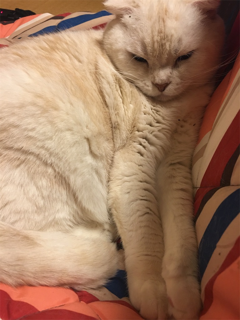 f:id:yumi458:20160223212113j:image