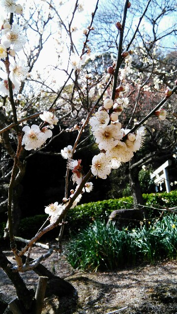 f:id:yumihikoshi:20160220003305j:image f:id:yumihikoshi:20160220003305j:image