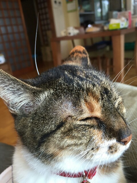 f:id:yumihikoshi:20160726140707j:image f:id:yumihikoshi:20160726140707j:image