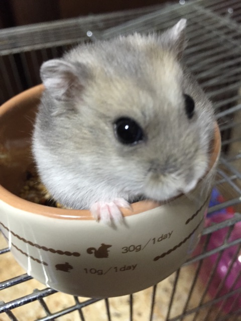 f:id:yumiko531:20150117232519j:plain f:id:yumiko531:20150117232519j:plain