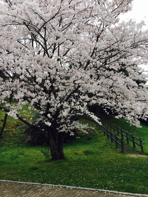 f:id:yumiko531:20150402174254j:plain f:id:yumiko531:20150402174254j:plain